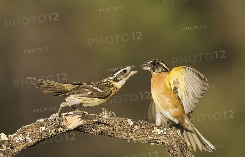 Black-headed Grosbeak (Pheucticus melanocephalus) pair, Arizona, USA