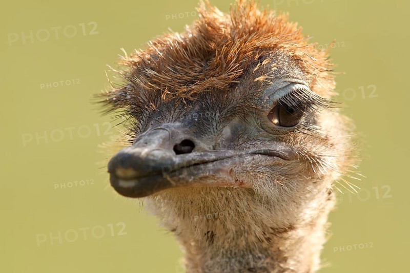 Common Ostrich (Struthio camelus) juvenile, Rhineland-Palatinate, Germany