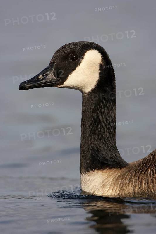 Canada Goose (Branta canadensis), Berlin, Germany