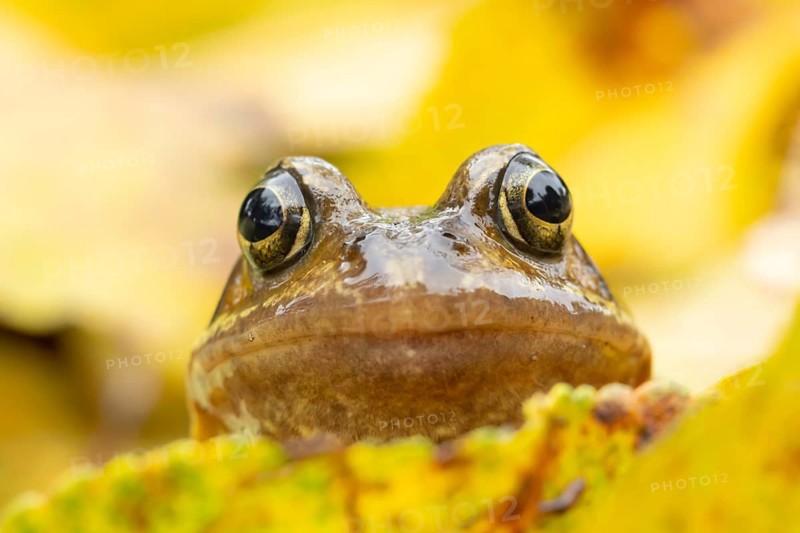 Common frog (Rana temporaria) adult amphibian amongst fallen autumn leaves, England, United Kingdom