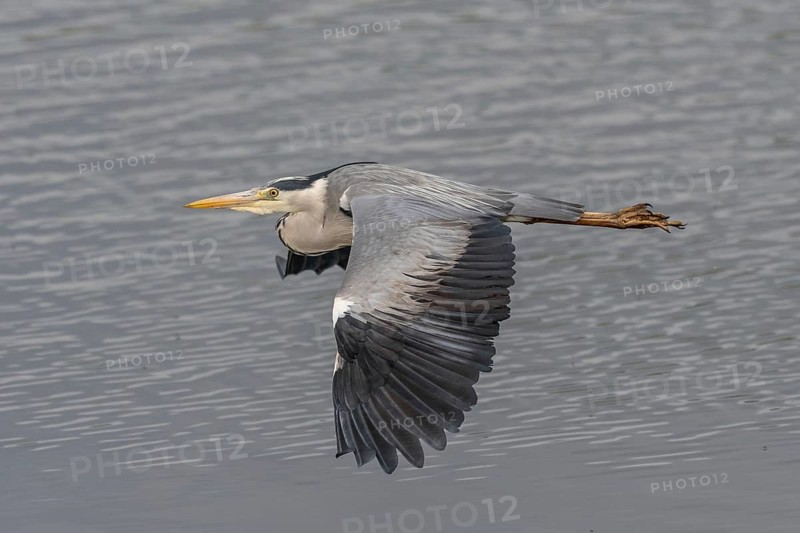 Grey heron (Ardea cinerea) in flight. Lower Rhine, Alsace, France