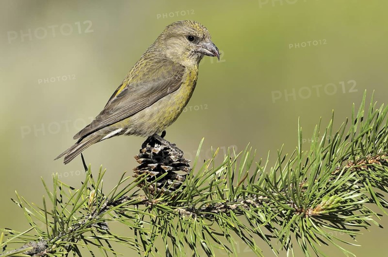 Red Crossbill (Loxia curvirostra) female, Oregon, USA