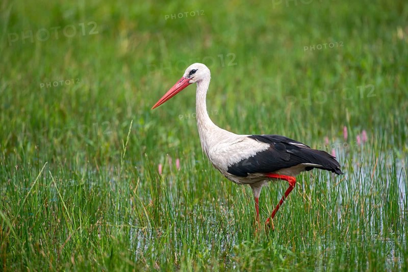 Ciconia ciconia, white stork, birds, ciconiiformes, walking birds, stork, stork, stork, storks, birds