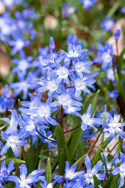 Schneestolz (Chionodoxa forbesii),  Germany