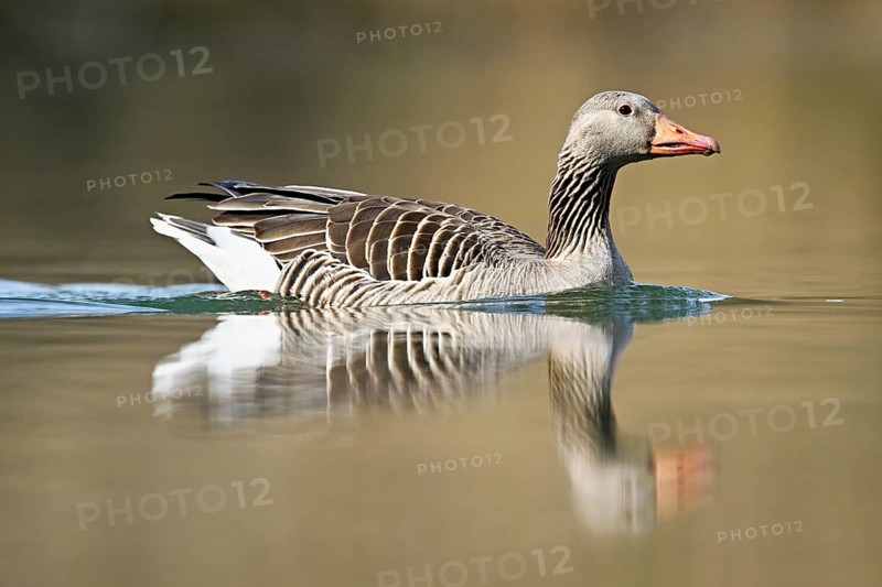 Greylag goose (Anser anser), swimming on the Flachsee, Canton Aargau, Switzerland