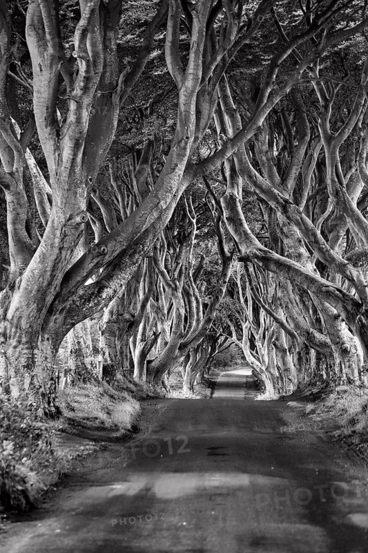 Famous avenue of beech trees, The Dark Hedges, tunnel avenue, mystical film set, film location for Game of Thrones, dawn, monochrome, Ballymoney, County Antrim, Northern Ireland, Great Britain