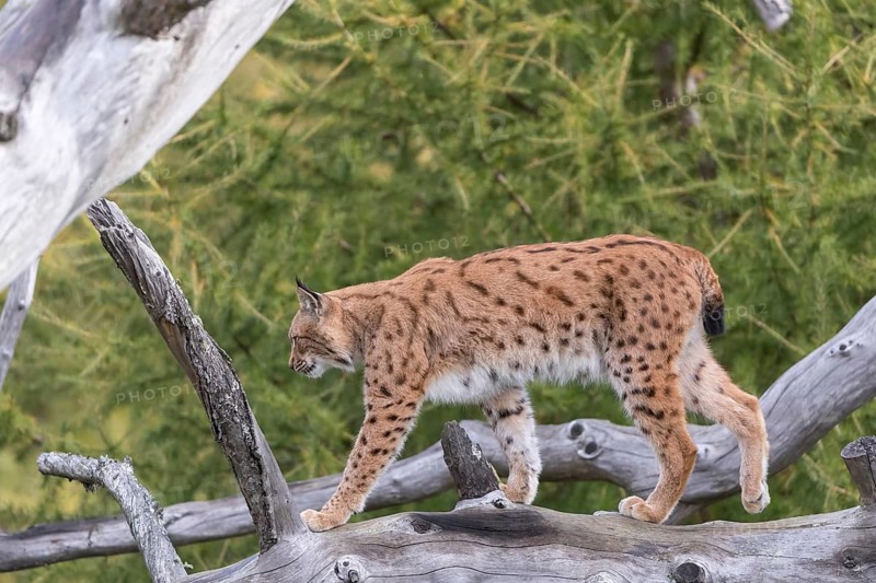 One Eurasian lynx, (Lynx lynx), walking on a fallen tree. Side view with green vegetation in the background