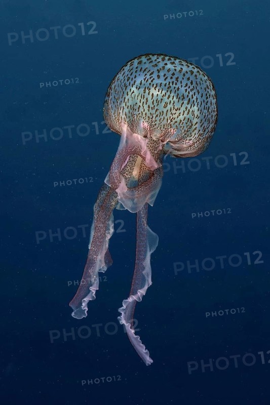 Luminous jellyfish (Pelagia noctiluca)