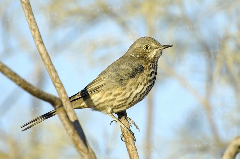 Sage Thrasher (Oreoscoptes montanus), California, USA
