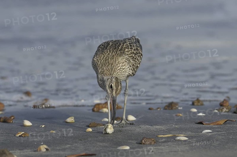 Whimbrel (Numenius phaeopus), Gambia