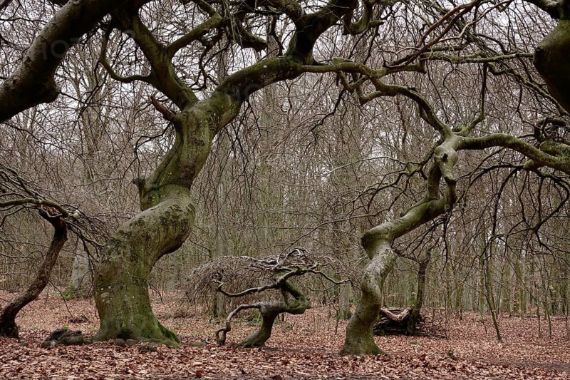 Witches' forest on Rügen, crippled beeches, March, Mecklenburg-Western Pomerania, Germany