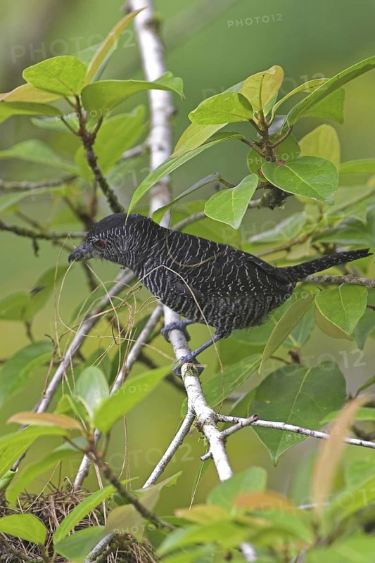 Fasciated Antshrike (Cymbilaimus lineatus) male, Costa Rica