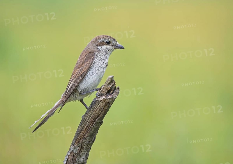 Red-backed Shrike (Lanius collurio) female perched on a branch, Aosta Valley, Italy