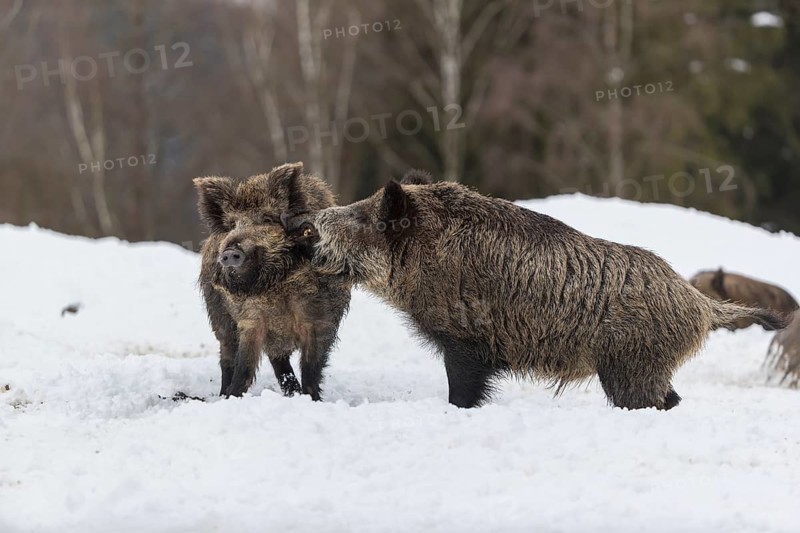 Wild boar or wild pig (Sus scrofa), fighting on snowy ground, trees in the background