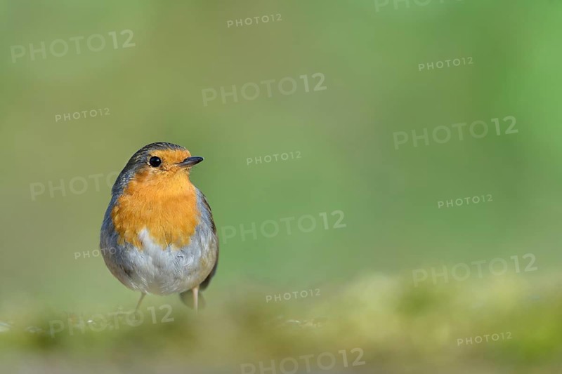 European Robin (Erithacus rubecula), North Rhine-Westphalia, Germany