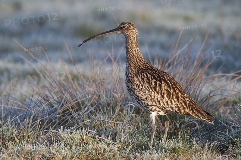 Eurasian Curlew (Numenius arquata) female, North Rhine-Westphalia, Germany
