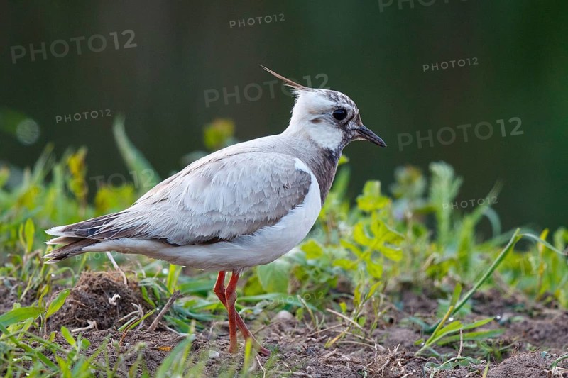 Northern Lapwing (Vanellus vanellus) partial albino, Netherlands
