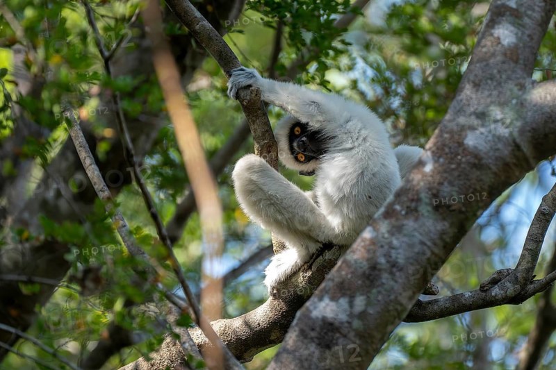 From-the-ceiling sifaka (Propithecus deckenii), Bekopaka, Andamsavaka, Melaky, Madagascar