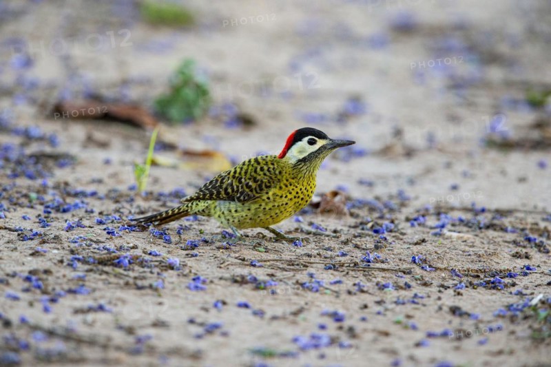 Green-banded Woodpecker (Colaptes melanochlorus) Pantanal Brazil