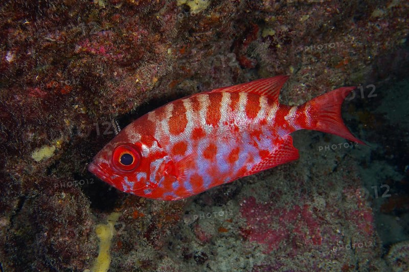 Patterned red fish, big-eyed grouper, glass-eyed grouper (Heteropriacanthus cruentatus), in front of a reef, Los Champignones dive site, Las Galletas, Tenerife, Canary Islands, Spain