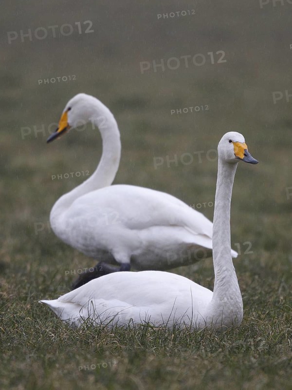 Whooper Swan (Cygnus cygnus), North Rhine-Westphalia, Germany