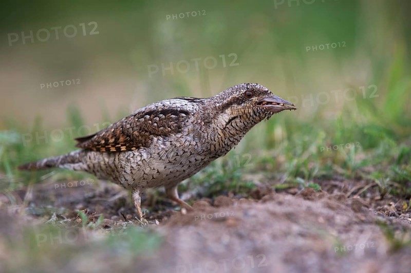 Eurasian Wryneck (Jynx torquilla) foraging, Saxony, Germany