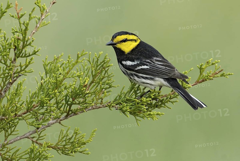 Golden-cheeked Warbler (Setophaga chrysoparia), Texas, USA