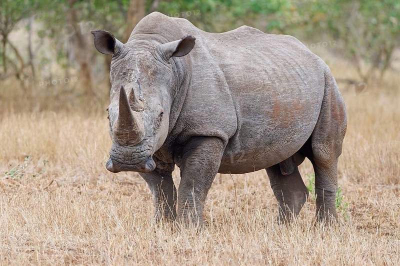 Southern white rhinoceros (Ceratotherium simum simum), adult male standing in dry grass, looking at camera, alert, Kruger National Park, South Africa