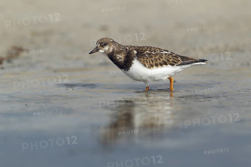 Steinwälzer; lat. Arenaria interpres; im Flachwasser stehemd nach Nahrung suchend; Nordseestrand; Düne von Helgoland