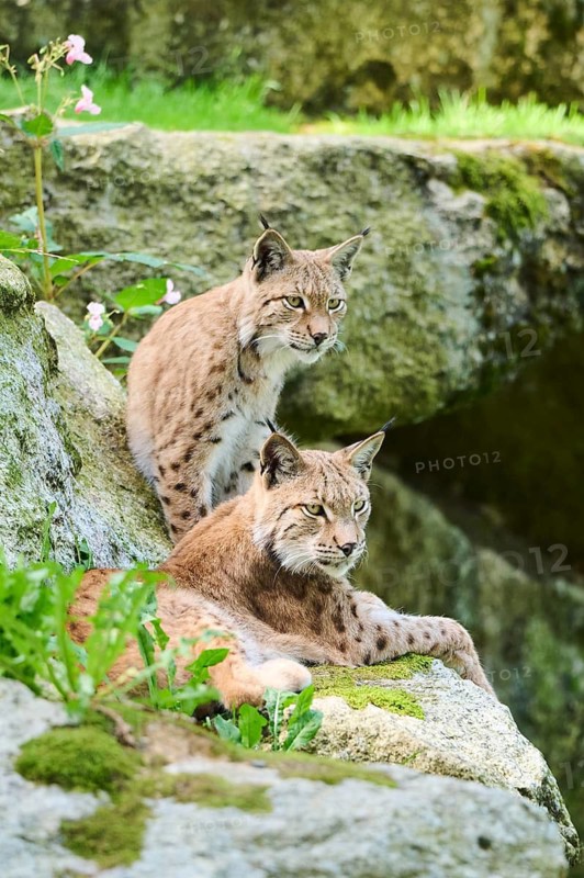 Eurasian lynx (Lynx lynx) mother with its youngster on a rock, Bavaria, Germany