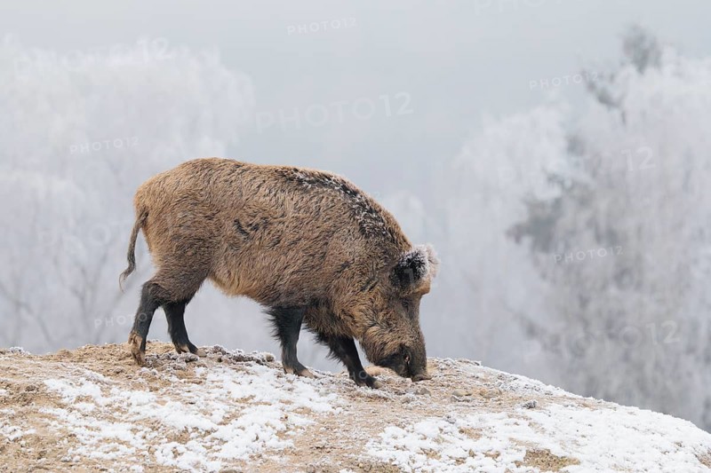 A wild boar (Sus scrofa) searches for food in a frozen field. A forest covered in hoarfrost can be seen in the background