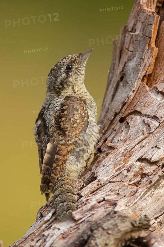 Wryneck, (Jynx torquilla), wryneck, wrynecks, old world woodpeckers, woodpecker, perch, biotope, habitat, one, individual, lateral