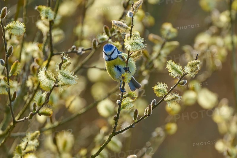 Blue tit sitting on flowering branches, surrounded by catkins in spring, Blue tit (Cyanistes caeruleus), bird island, Altmühlsee, Muhr am See, Gunzenhausen, Franconian Lake District, Bavaria, Germany