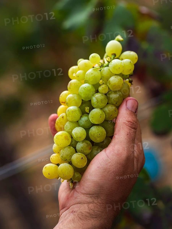 A hand holding a cluster of ripe green grapes, freshly picked from a vineyard in Mallorca, Spain. The background shows blurred greenery, emphasizing the harvest theme
