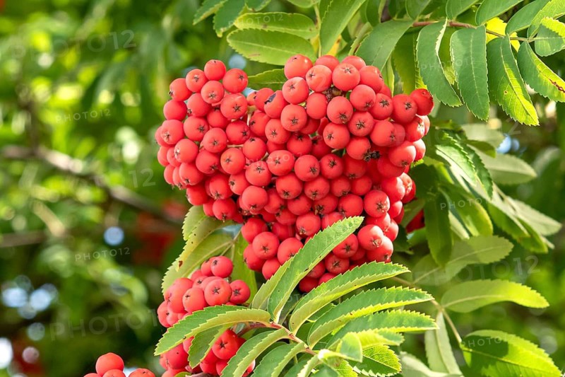 Noble mountain ash (Sorbus aucuparia var. edulis), Cambridge Botanical Garden, Germany