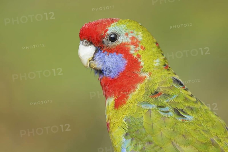 Crimson Rosella (Platycercus elegans) juvenile, Victoria, Australia