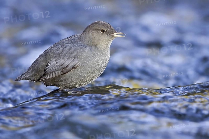 American Dipper (Cinclus mexicanus), British Columbia, Canada