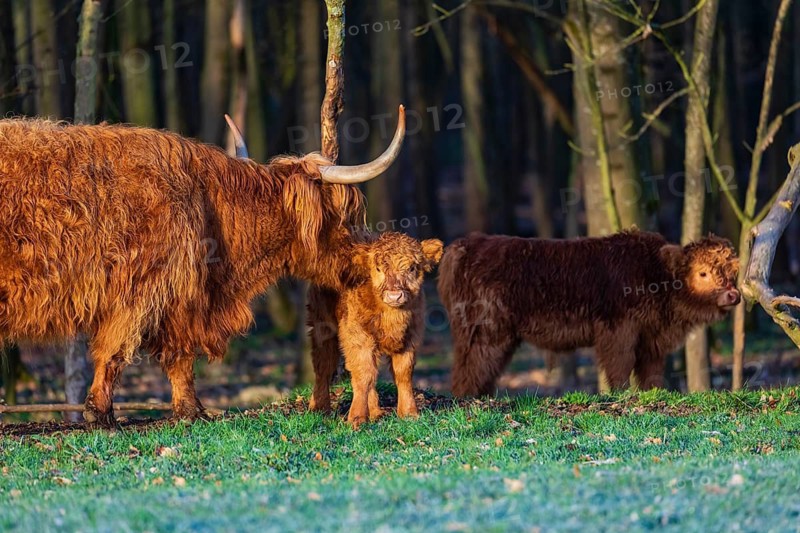 One Highland cow (Bos (primigenius) taurus) and two calves stand at a forest edge. The cow licks clean one of the calves