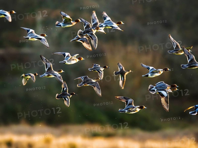 Eurasian Wigeon, Mareca penelope, birds in flight over marshes in Devon, England, United Kingdom