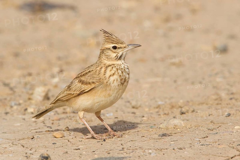 Crested Lark (Galerida cristata riggenbachi), Morocco