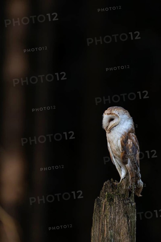 One barn owl (Tyto alba) sitting on a stump of atree in late evening light. A dark forest in the background