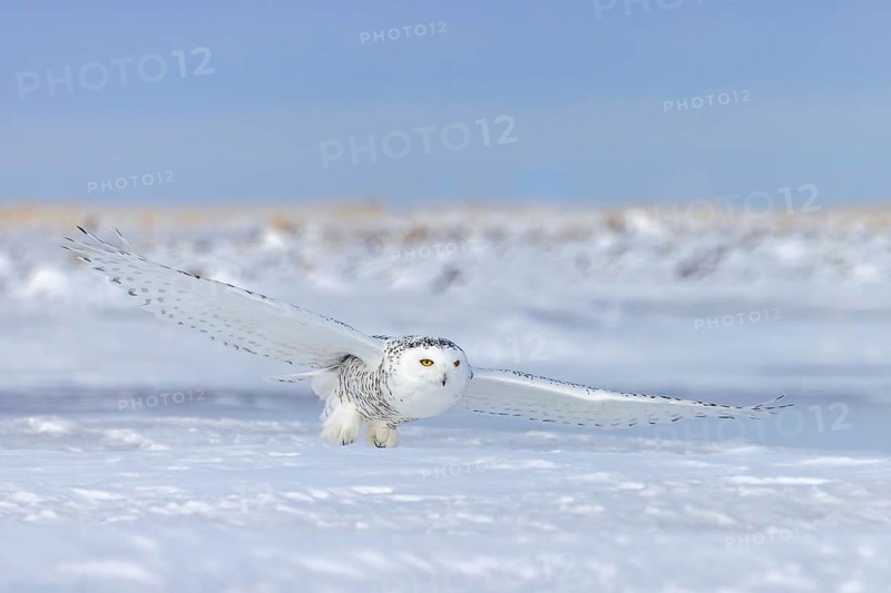 Hunting snowy owl, polar owl, Arctic owl (Bubo scandiacus) adult female in white camouflage colours flying over snow covered field in winter