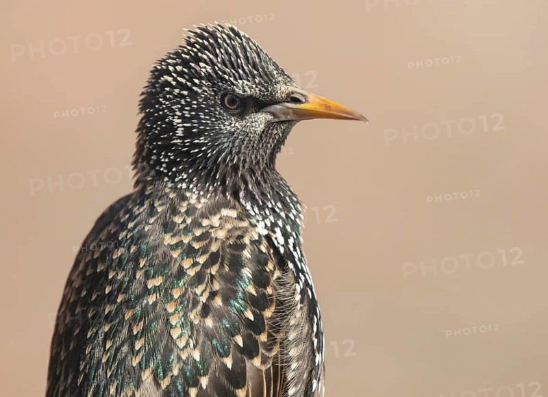 Common Starling (Sturnus vulgaris), Lower Saxony, Germany