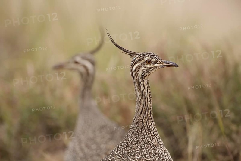 Elegant Crested Tinamou (Eudromia elegans), Chubut, Argentina