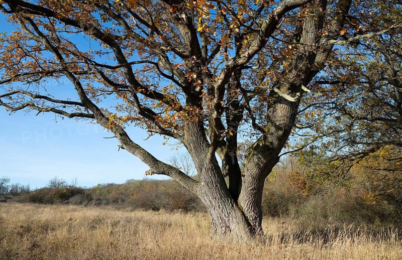 English oak (Quercus robur) in a meadow, in autumn with yellow discoloured leaves, blue sky, Thuringia, Germany