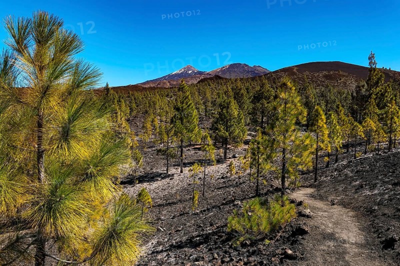 Guia de Isora, El Teide National Park, Tenerife, Canary Islands, Spain - Mirador de Samara, volcanic hiking trail around the volcano de la Botija in the volcanic area of the Parque National del Teide. In the background, the mountain peaks of Mount Teide