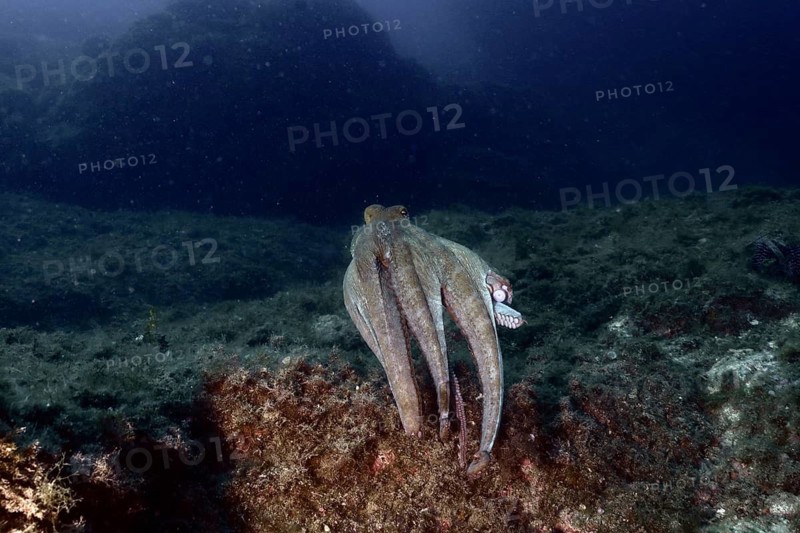 Octopus, Common Octopus (Octopus vulgaris), swimming over the seabed and rocks with its tentacles outstretched, dive site: Cap de Creus Marine Reserve, Rosas, Costa Brava, Spain, Mediterranean Sea
