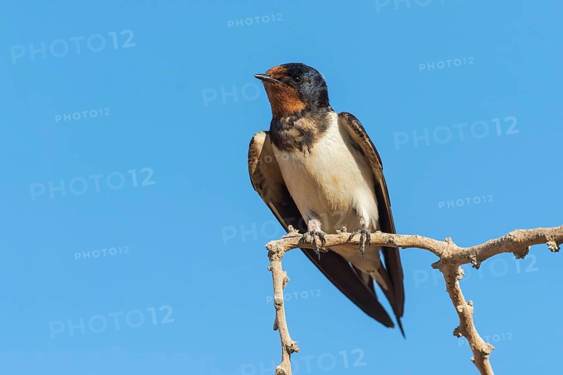 Barn Swallow (Hirundo rustica), Eilat, Israel