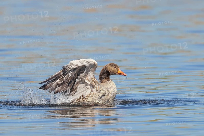 Greylag goose (Anser anser) bathing in water, flapping its wings, Wildlife, Birds, Geese, Waghäusel, Baden-Württemberg, Germany