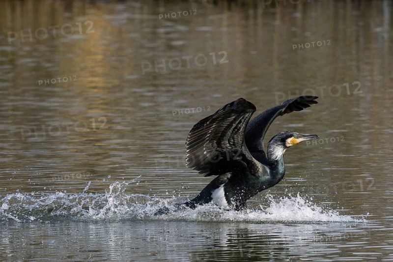 A cormorant (Phalacrocorax carbo) landing in the water spreads its wings and creates splash water in the lake, Hesse, Germany